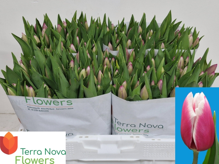 <h4>TU EN KAMALIYA</h4>