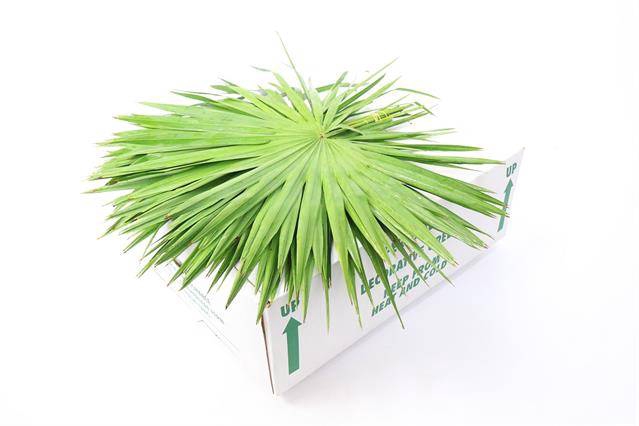 <h4>PALMETTO X 15</h4>