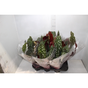 BEGONIA MACULATA P15 PO
