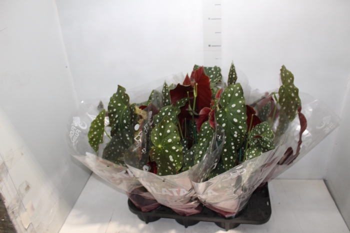 <h4>BEGONIA MACULATA P15 PO</h4>