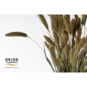 Dried Setaria Natural