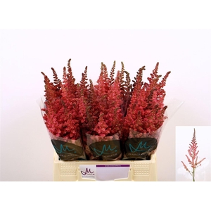 Astilbe Ch Vision Pink