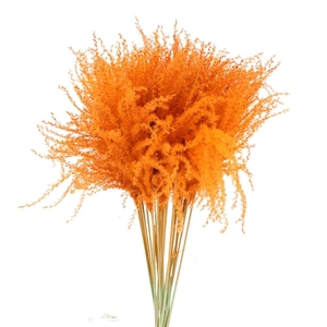 Dried Stipa Feather Orange
