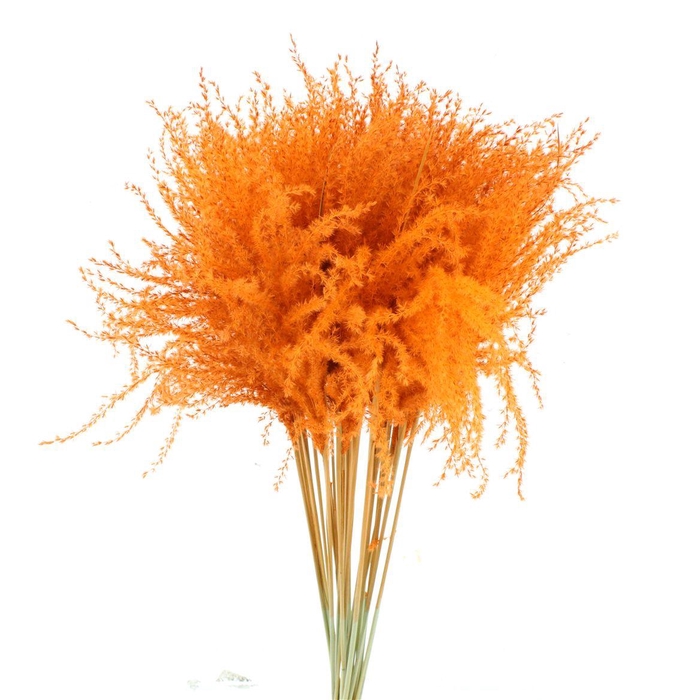 <h4>Dried Stipa Feather Orange</h4>