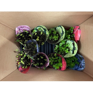 Hydrangea in Potcover gemengd