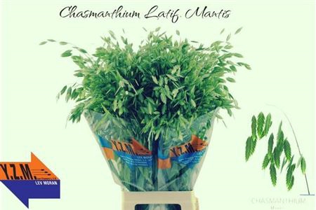 <h4>Siergras Chasm Latifol Mantis</h4>