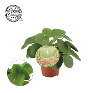 Pilea Peperomioides 12cm Frans etiket