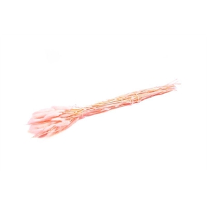 Lagurus licht roze 50gr.