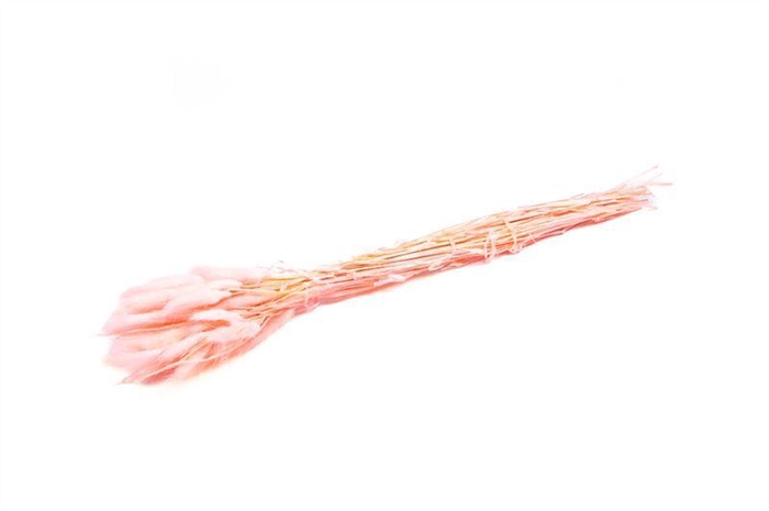 <h4>Lagurus licht roze 50gr.</h4>