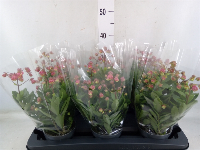 <h4>Kalanchoe HG ...</h4>