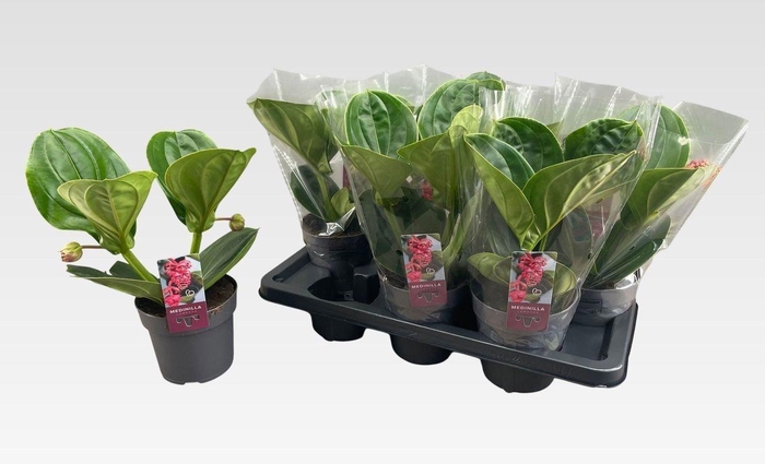 <h4>MEDIN MAG LAMBADA</h4>