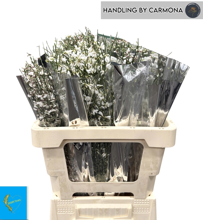 <h4>GEN OV WIT BS</h4>