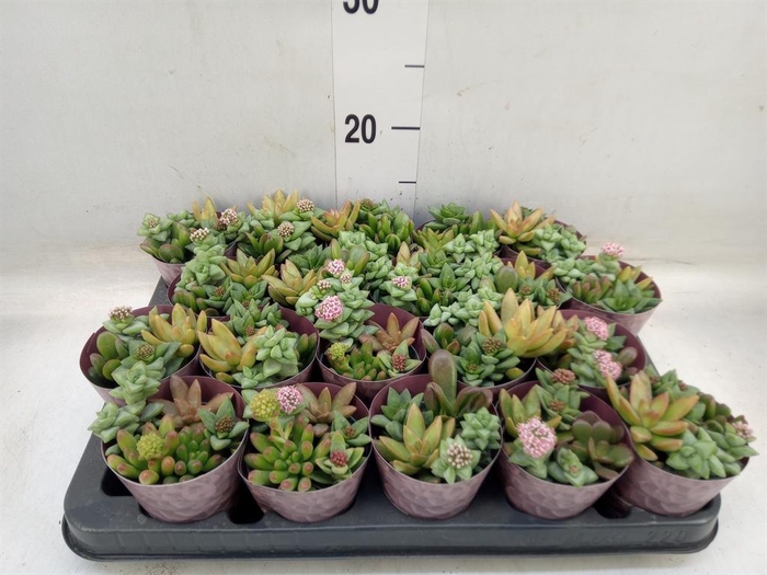 <h4>Succulents   ...</h4>