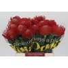 Nutans Ayoba Red