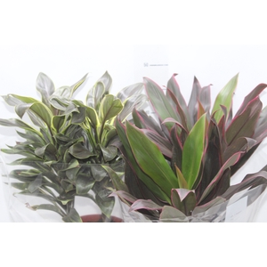 DRACENA VARIADO P17