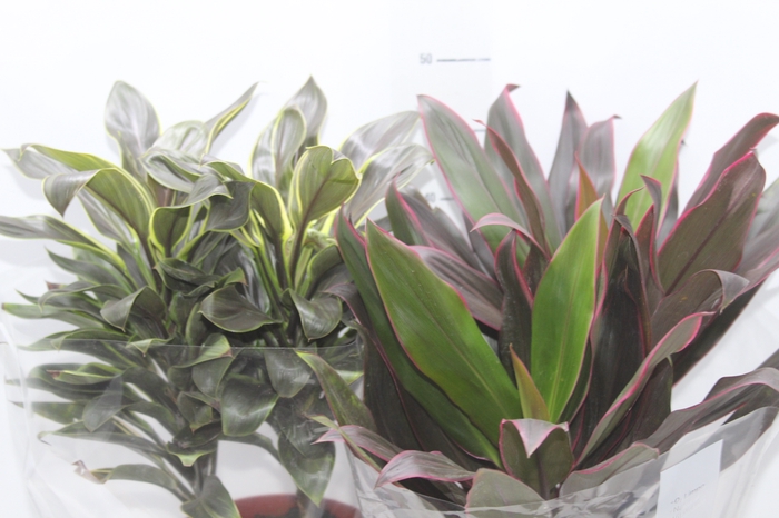 <h4>DRACENA VARIADO P17</h4>
