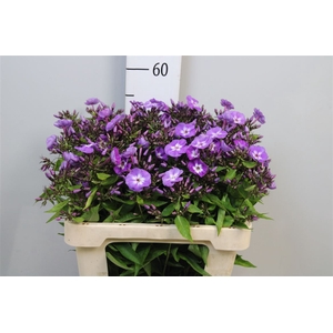 Phlox P Laura