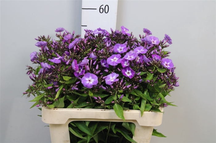 <h4>Phlox P Laura</h4>