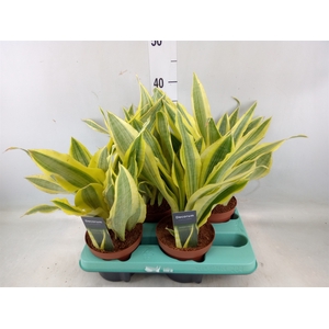 Sansevieria trifa.   ...