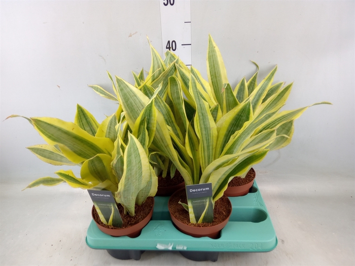 <h4>Sansevieria trifa.   ...</h4>