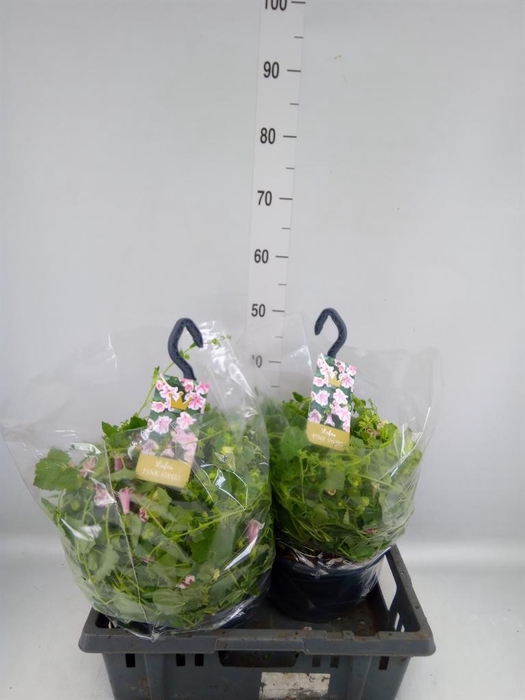 <h4>Lophospermum  'Lofos Compact Pink'</h4>