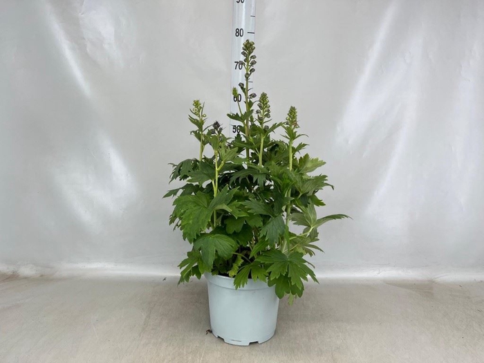 <h4>Delphinium   ...</h4>