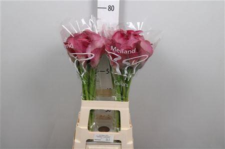 <h4>Zant Capt Romance</h4>