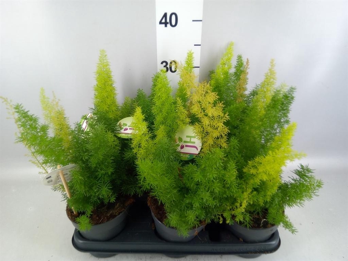 <h4>Asparagus dens. 'Meyers'</h4>