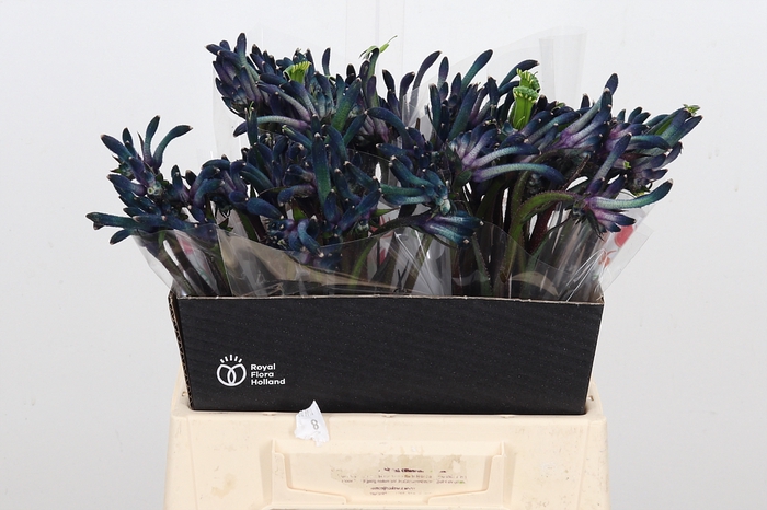 <h4>Anigoz Cel Masquerad</h4>