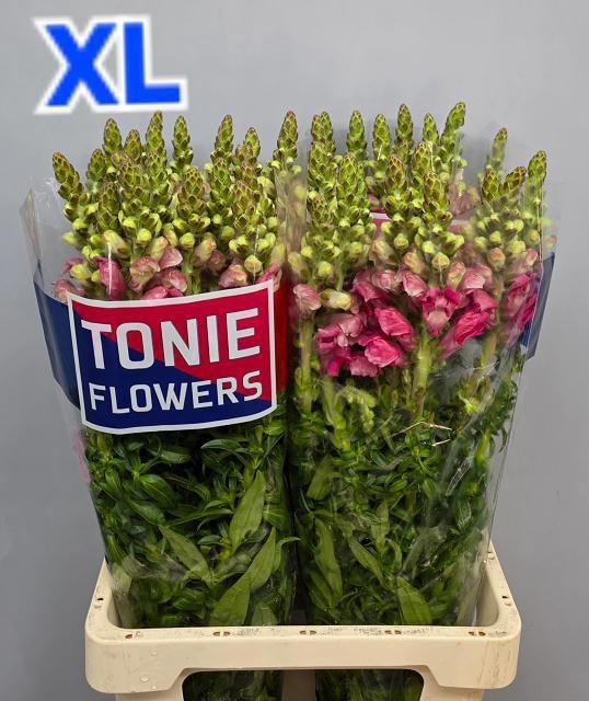 <h4>ANTIR AVIGNON C ROSE</h4>