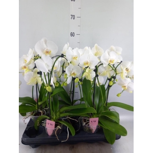Phalaenopsis  'Ant Leeds'