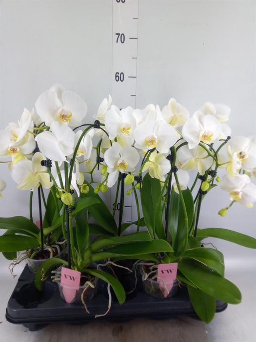 <h4>Phalaenopsis  'Ant Leeds'</h4>