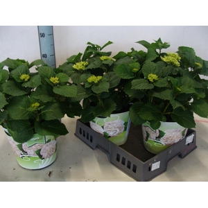 Hydrangea mac.   ...