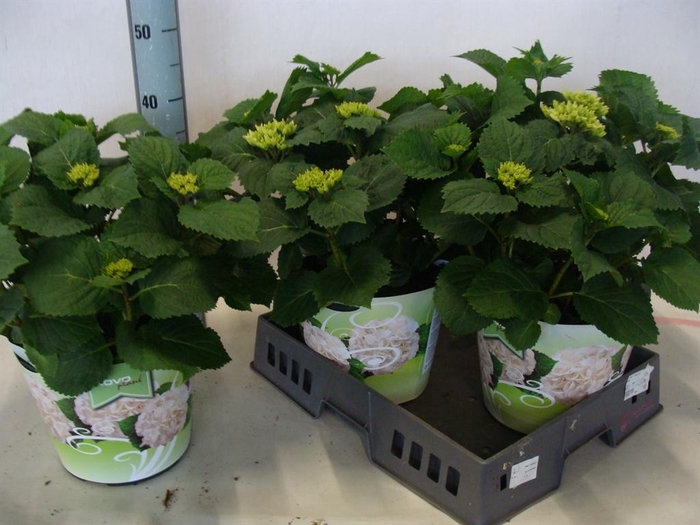 <h4>Hydrangea mac.   ...</h4>