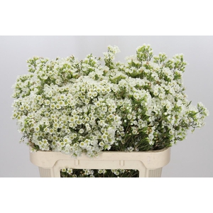 Chamelaucium Marlene