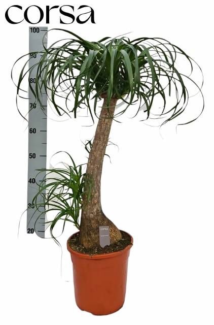 <h4>BEAUCARNEA RECUR</h4>