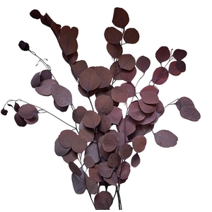 Eucalyptus Populus Mocha Cocoa