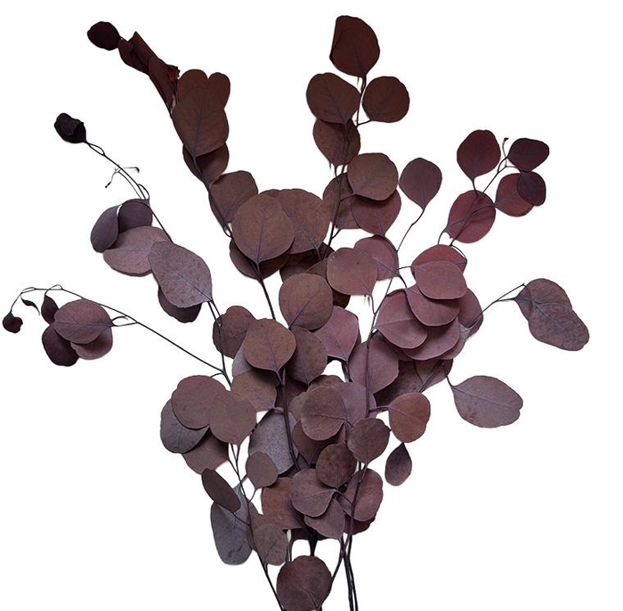 <h4>Eucalyptus Populus Mocha Cocoa</h4>