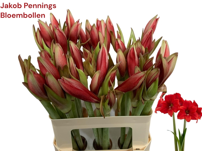 <h4>HIPP GA RED TIGER</h4>