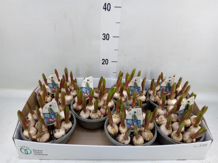 <h4>Muscari  'Early Bird'</h4>