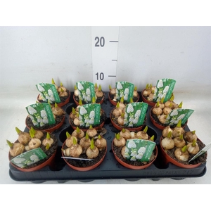 Muscari  'Magic White'