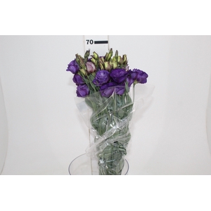 LISIANTHUS ARENA III PURPLE 070 CM