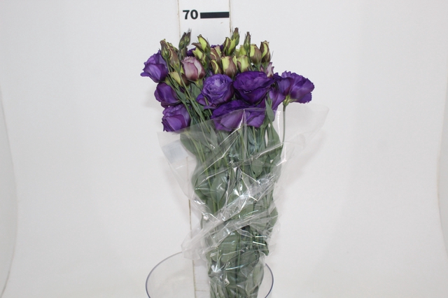 <h4>LISIANTHUS ARENA III PURPLE 070 CM</h4>