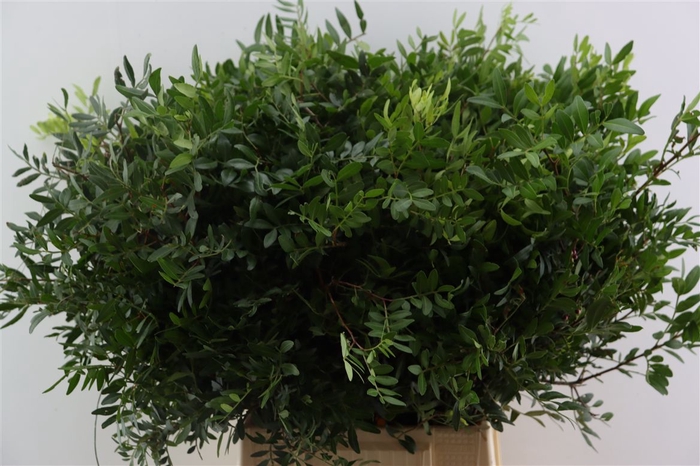 <h4>Pistache Hndg 50cm P Bos</h4>