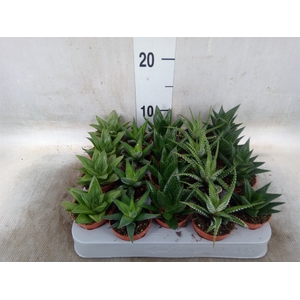 Aloe   ...mix