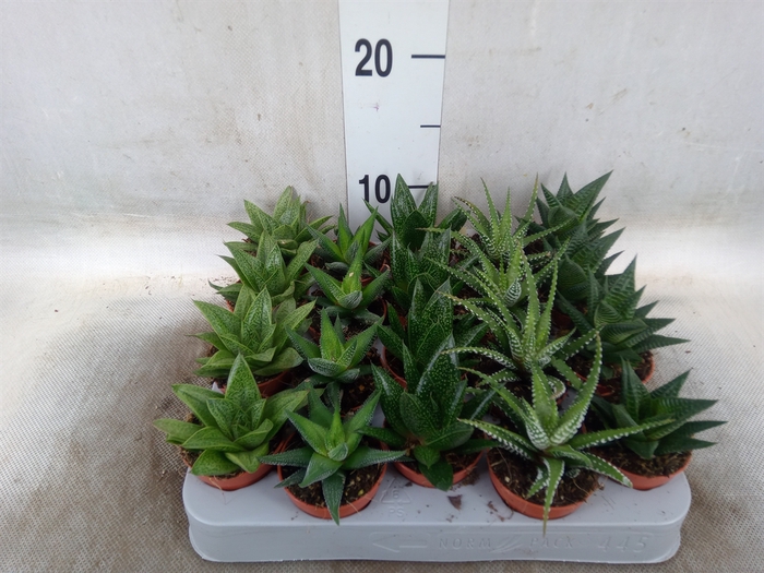 <h4>Aloe   ...mix</h4>