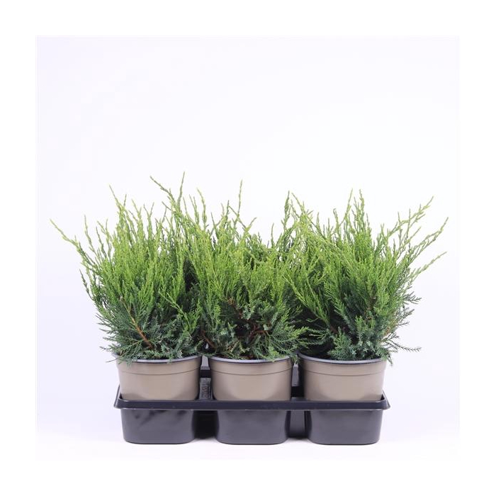 <h4>Juniperus x pfitzeriana 'Mint Julep'</h4>