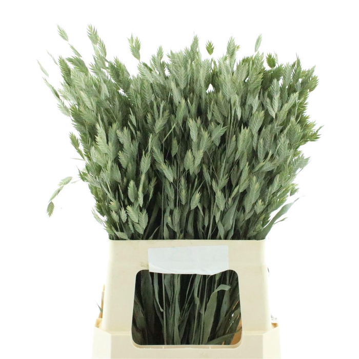 <h4>Dried Chasmanthium Latifol</h4>