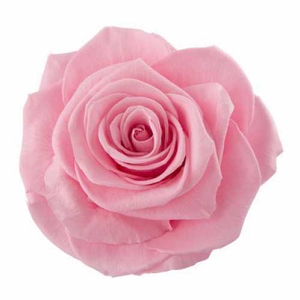 Rose Ines Madeleine Pink