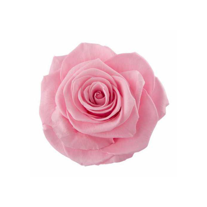<h4>Rose Monalisa Madeleine Pink</h4>